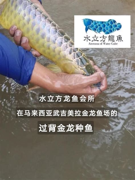 龍魚飼養 維 五行